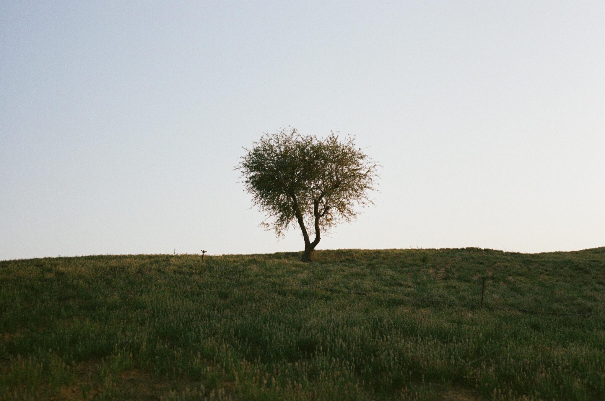 Film photo of a tree during sunset in a lonely landscape