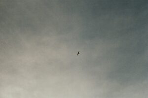 Film photo of a bird flying in the air