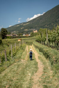 A child walking between the vineyard rows