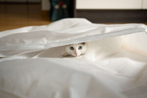 Small cat lying inside the wedding dress garment bag while looking at the camera