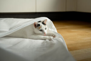 Small cat inside the wedding dress garment bag licking its paws